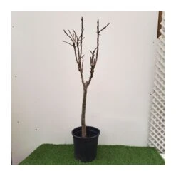 Gazebo Parts Direct Sales Store -Suministros De Jardineria Ventas 2024 peral enano 1