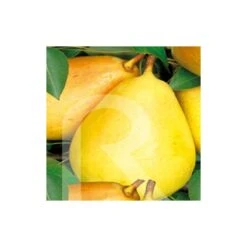 Gazebo Parts Direct Sales Store 21 Peral Enano