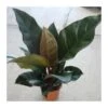 Philodendron Red Imperial -Suministros De Jardineria Ventas 2024 philodendron red imperial