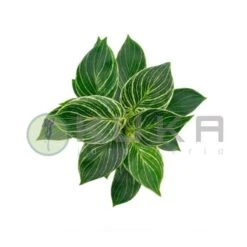 Philodendron White Wave -Suministros De Jardineria Ventas 2024 philodendron white measure 1