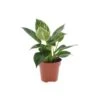Philodendron White Wave -Suministros De Jardineria Ventas 2024 philodendron white measure