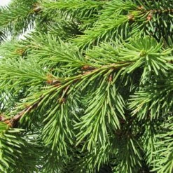 Gazebo Parts Direct Sales Store -Suministros De Jardineria Ventas 2024 picea abies acrocona 1