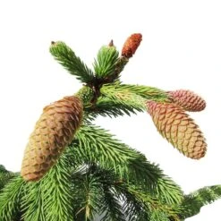 Abeto Rojo Enano. Picea Abies Acrocona 7 Abeto Rojo Enano. Picea Abies Acrocona -Suministros De Jardineria Ventas 2024 picea abies acrocona 2