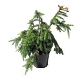 Gazebo Parts Direct Sales Store 31 Abeto Rojo Enano. Picea Abies Acrocona