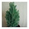 Picea Glauca Cinderella -Suministros De Jardineria Ventas 2024 picea glauca cinderella