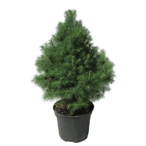 Picea Glauca Conica 3 Picea Glauca Conica -Suministros De Jardineria Ventas 2024 picea glauca conica