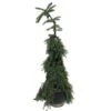 Picea Omorika Nana Pendula 2 Picea Omorika Nana Pendula -Suministros De Jardineria Ventas 2024 picea omorika pendula