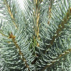 Gazebo Parts Direct Sales Store -Suministros De Jardineria Ventas 2024 picea pungens iseli fastigiata 1