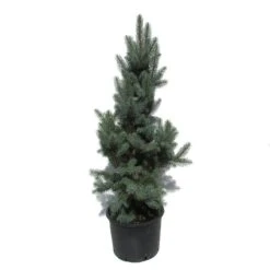 Gazebo Parts Direct Sales Store 29 Abeto Azul. Picea Pungens Iseli Fastigiata