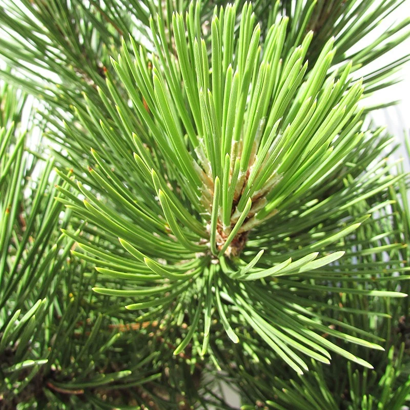 Pino Heldreichii Compact Gem 4 Pino Heldreichii Compact Gem - Imagen 2