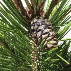 Pino Heldreichii Compact Gem 7 Pino Heldreichii Compact Gem -Suministros De Jardineria Ventas 2024 pino heldreichii compact gem 2