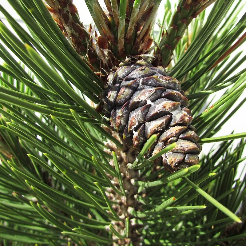 Pino Heldreichii Compact Gem 5 Pino Heldreichii Compact Gem - Imagen 3