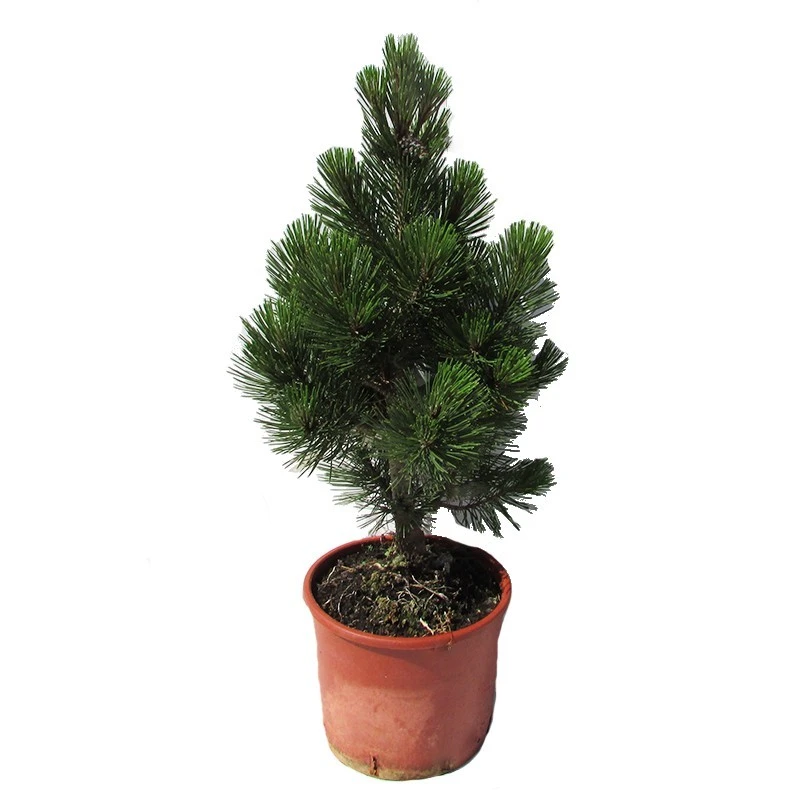 Pino Heldreichii Compact Gem 3 Pino Heldreichii Compact Gem