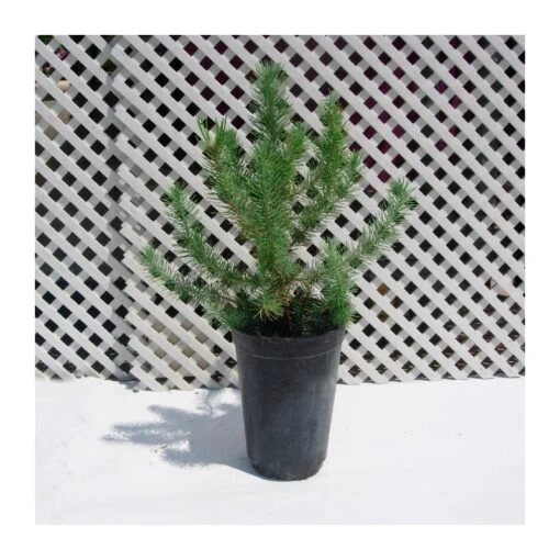 Pinus Piñonero 1 Pinus Piñonero -Suministros De Jardineria Ventas 2024 pinus pinonero