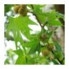 Platanus Orientalis -Suministros De Jardineria Ventas 2024 platanus acerifolia