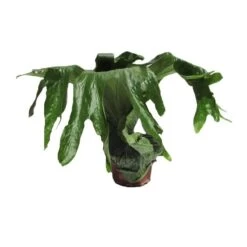 Platycerium Superbum -Suministros De Jardineria Ventas 2024 platycerium superbum 2