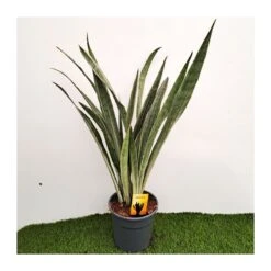 Sansevieria Metallica -Suministros De Jardineria Ventas 2024 sansevieria metallica 1