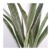 Sansevieria Metallica 1 Sansevieria Metallica -Suministros De Jardineria Ventas 2024 sansevieria metallica