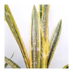 Sansevieria Trifasciata Aubrytiana Lau -Suministros De Jardineria Ventas 2024 sansevieria trifasciata aubrytiana lau 1