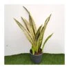 Sansevieria Trifasciata Aubrytiana Lau -Suministros De Jardineria Ventas 2024 sansevieria trifasciata aubrytiana lau