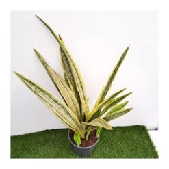 Sansevieria Trifasciata Aubrytiana Lau -Suministros De Jardineria Ventas 2024 sansevieria trifasciata aubrytiana lau 2