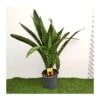 Sansevieria Trifasciata Dragon -Suministros De Jardineria Ventas 2024 sansevieria trifasciata dragon