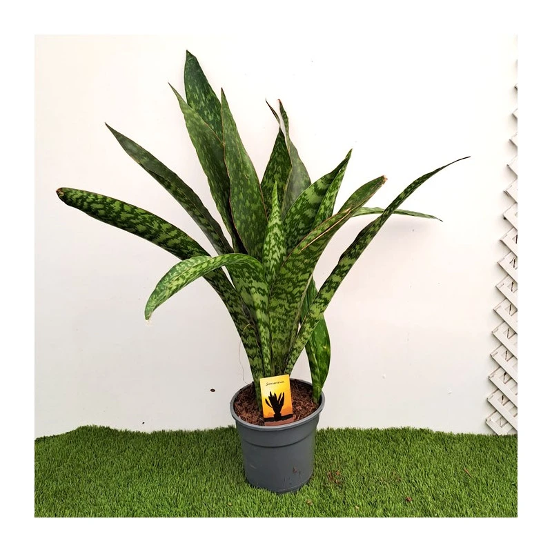 Sansevieria Trifasciata Dragon 3 Sansevieria Trifasciata Dragon