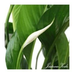 Spathiphyllum Sweet Isabella -Suministros De Jardineria Ventas 2024 spathiphyllum sweet isabella 2