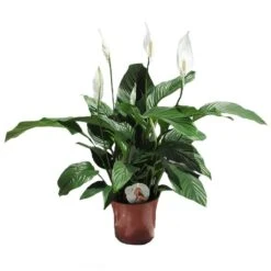 Spathiphyllum Sweet Isabella