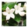 Stephanotis Jazminoides Floribunda -Suministros De Jardineria Ventas 2024 stephanotis jazminoides floribunda