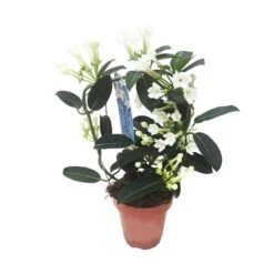 Stephanotis Jazminoides Floribunda -Suministros De Jardineria Ventas 2024 stephanotis jazminoides floribunda 2