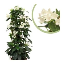 Stephanotis Jazminoides Floribunda -Suministros De Jardineria Ventas 2024 stephanotis jazminoides floribunda 3
