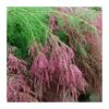 Tamarix Ramosisima Pink Cascade -Suministros De Jardineria Ventas 2024 tamarix ramosisima pink cascade