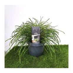 Tuya Plicata Whipcord -Suministros De Jardineria Ventas 2024 tuya plicata whipcord 2