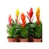 Guzmania Variada Sin Flor COMPRA 2 Y PAGA 1 -Suministros De Jardineria Ventas 2024 vriesea